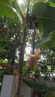 Это растет банан