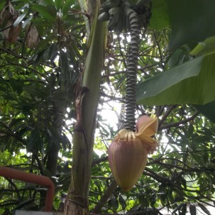 Это растет банан